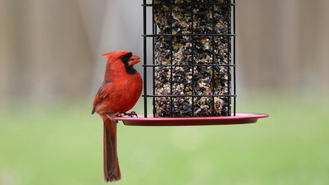 Bird Seed Buying Guide: Black Oil Sunflower, Safflower, Nyjer, and Blends | The Mill