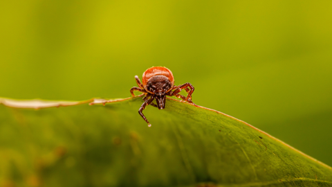 Flea and Tick Season: What Pet Owners Need to Know