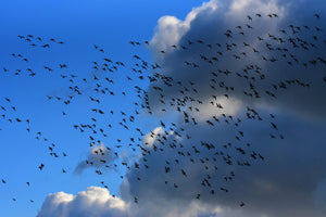 Migrating flock of birds against clouds in a blue sky