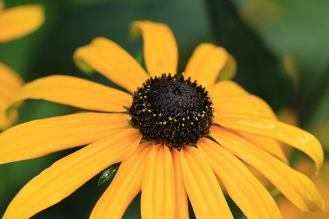 Rudbeckia are a Wonderful Flower for Summer Color and to Attract Pollinators