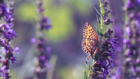 Hyssop or Agastache