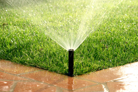 Watering Tips for Summer Drought