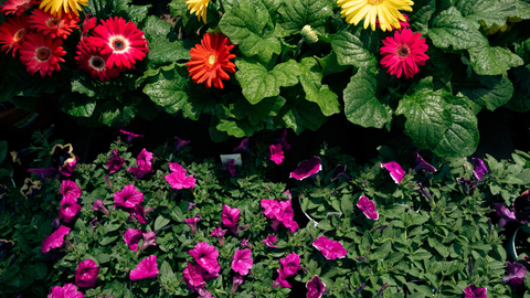 Creating a Bird-Friendly Garden: A Complete Guide for Maryland Homeowners