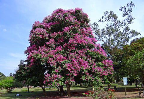Crape Myrtle or Lagerstroemia