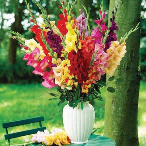 Vase of Gladiolus