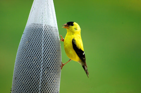 Goldfinch on a thistle sack