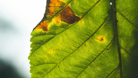 Corn Harvest Timing and Gray Leaf Spot in Maryland | The Mill