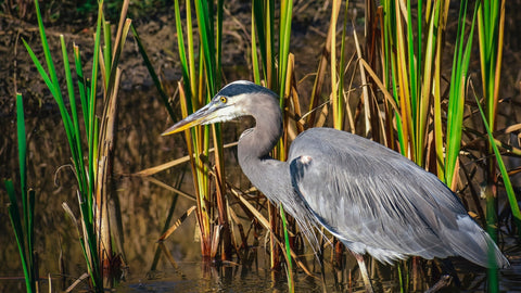 Bird of the Month: Great Blue Heron | Facts, Habitat, and Tips for Maryland | The Mill