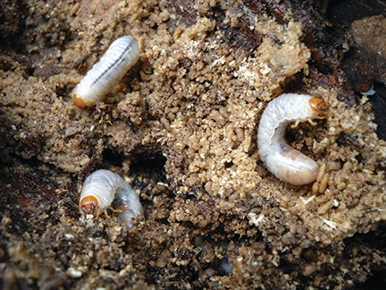 Sustainable Control of Grubs in the Lawn & Garden