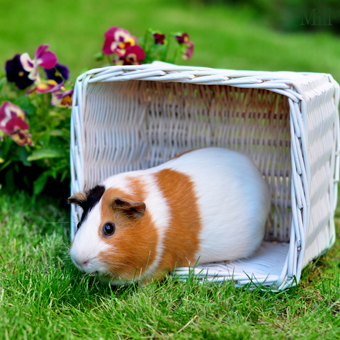 A guinea pig in a white basket on a lush grass lawn with planted pink and purple violas neaxt to the basket