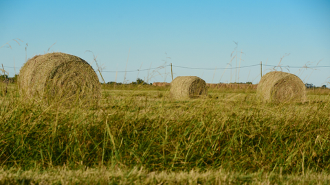 Soybean Emergence and Hay Harvest Update Maryland | The Mill