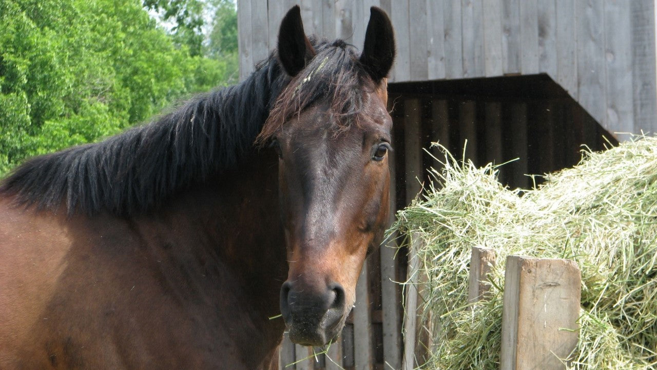 Ed Hay The Hay Shed - What you need to know: Alfalfa vs Grass Hay | The Mill