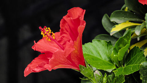 Red Hibiscus Flower