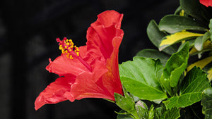 Red Hibiscus Flower