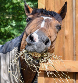 Hay Testing