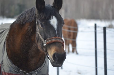 Horses in winter paddocks