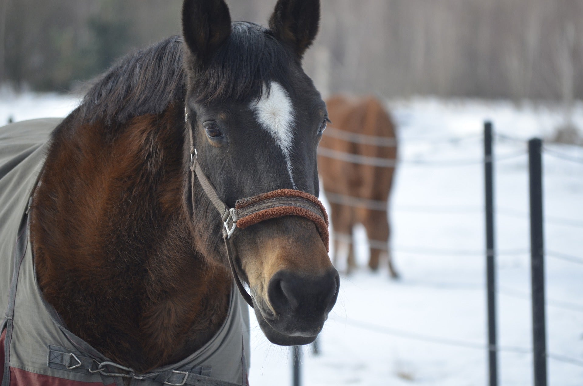 Winter Horse Care Tips for Owners The Mill Bel Air, Black Horse