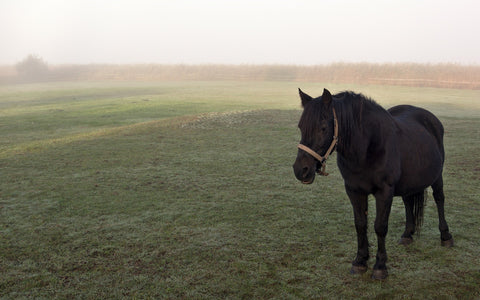 Pregnant horse on a pasture