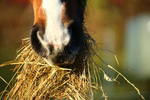 Feeding Horses During Reduced Work-