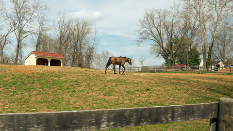 Nutritional Approach for Prevention and Management of Metabolic Issues in Horses and Ponies: A Basic Overview and Nutrition Tips for a Healthier Future