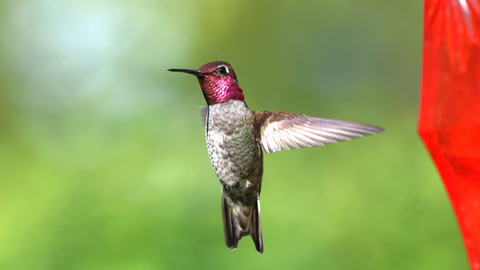 Bird of the Month: Ruby-Throated Hummingbird | Feeding Tips and Facts | The Mill