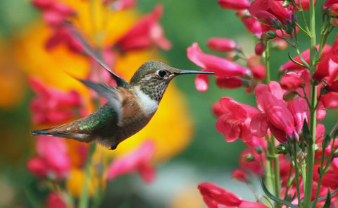 Hummingbird feeding on flowers