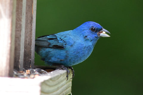 Feeding Wild Birds for Beginners