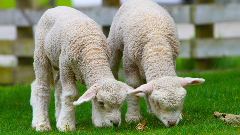Creep Feeding 101: What It Is, When to Start, and How to Do It Right
