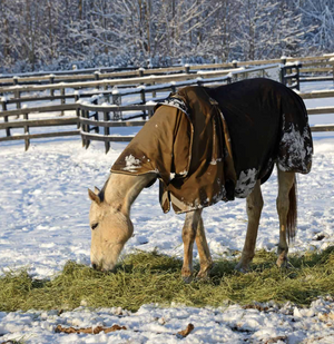 Help Your Horse Weather Winter