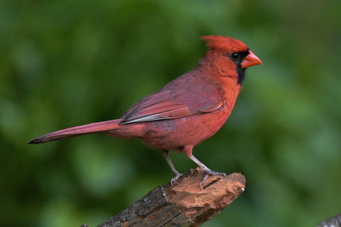 Northern Cardinal, Male Cardinal, Cardinal 