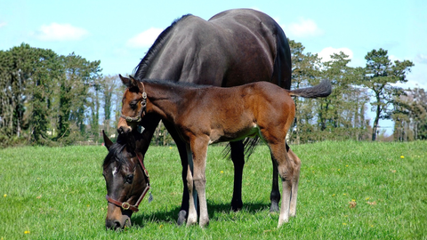 Weaning Season: When and How to Wean Mare and Foal Successfully