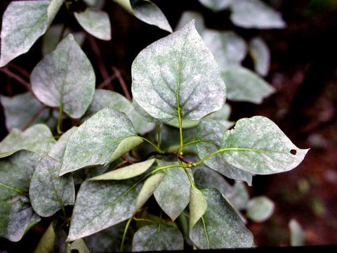 Powdery Mildew