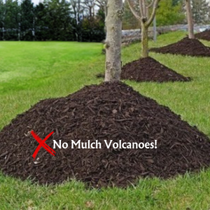 No Mulch Volcanoes around trees