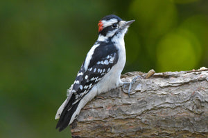 Downy Woodpecker - October's Bird of the Month