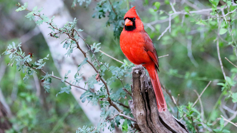 Bird of the Month: Northern Cardinal | Feeding Tips and Facts | The Mill