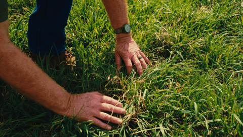 How to Identify Orchardgrass in Your Field | The Mill