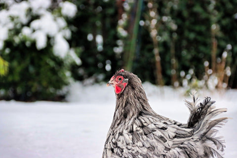 hen in snow