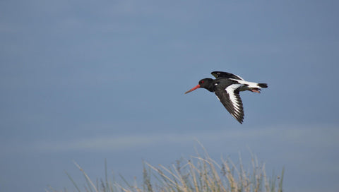 American Oyster Catcher flying