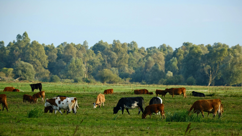 Managing Pasture Grass in Midsummer: When Rest Rotation Matters Most