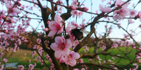 Fruit Trees