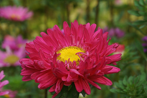 Aster- pink with yellow center