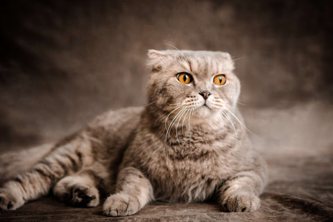 Scottish Fold Cat: Breed Guide and Care Tips | The Mill