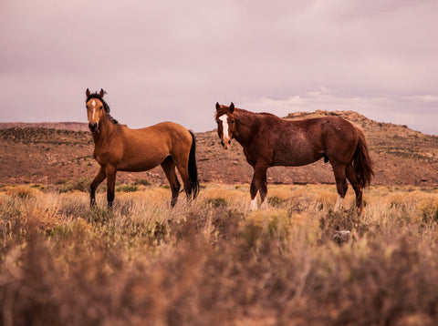 How to Adjust Horses to the Changing Seasons