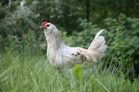 Keeping your Hens Healthy and Laying This Fall