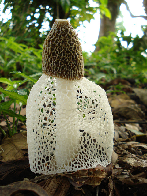 Stinkhorn