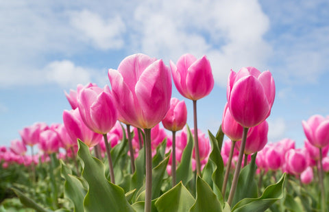 Pink tulips