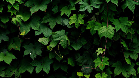 Poison Ivy 101: How to Identify It, Remove It, and Treat the Rash 