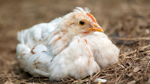 Is Your Pullet Ready to Lay? How to Know When and How to Switch to Layer Feed