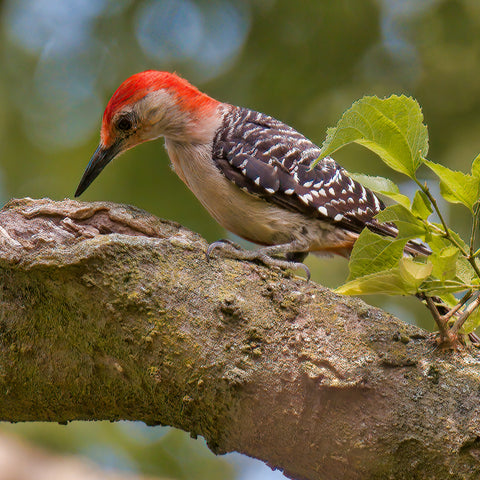 Red Bellied Woodpecker 