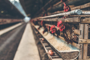 chickens eating poultry feed in barn